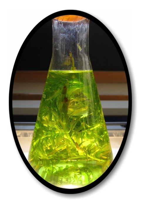 Biologie